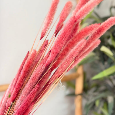 Bouquet of small dried coral plants