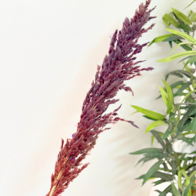 Purple pampas Grass - Moroccan Dried Flowers