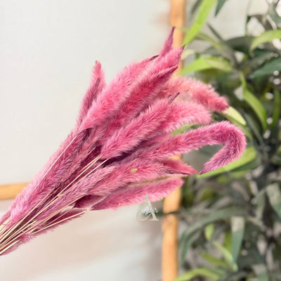 Bouquet of small dried pink plants