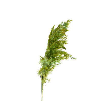 Plumeau vert - Ajbir