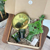 Tit vert handcrafted gift box