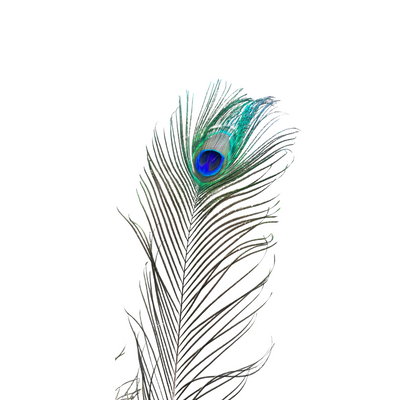 Plume de paon 2 - Ajbir