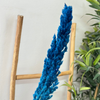 Petrol blue pampas Grass - Moroccan Dried Flowers