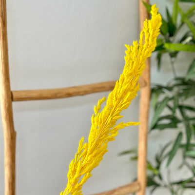 Yellow pampas