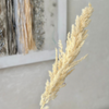 Natural pampas Grass - Moroccan Dried Flowers