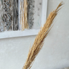 Natural dried plant - Moroccan Dried Flowers