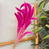 Bouquet of small dried fuchsia pink plants