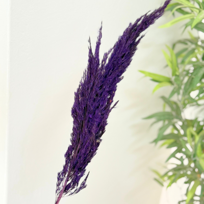 Purple duster Grass - Moroccan Dried Flowers