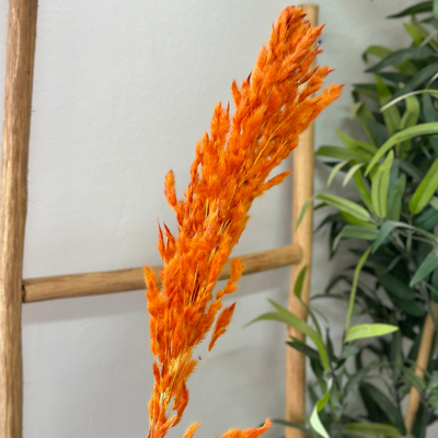 Orange pampas Grass - Moroccan Dried Flowers