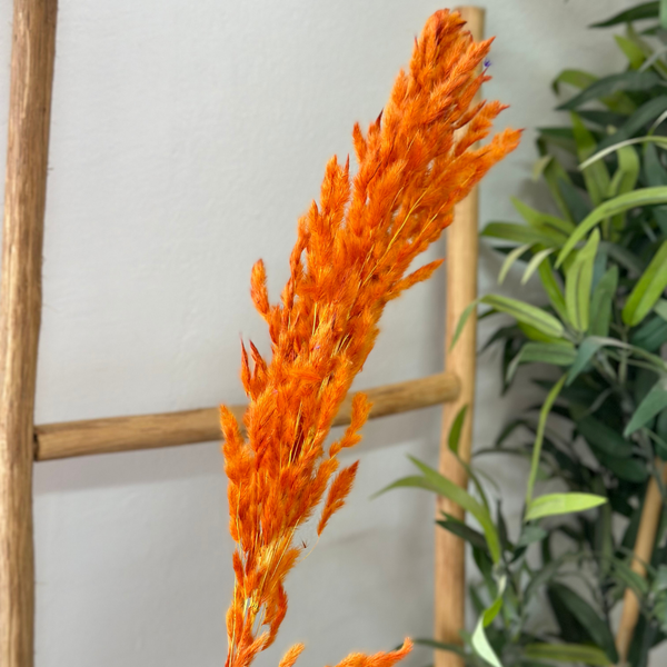 Orange pampas Grass - Moroccan Dried Flowers
