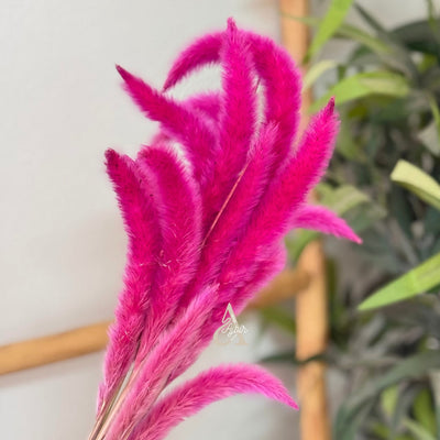 Bouquet of small dried fuchsia pink plants