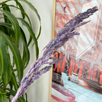 Pampas violet - Ajbir