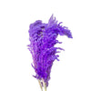 Bouquet de 3 pampas mauve - Ajbir