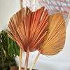 Light orange palm leaf