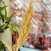 Natural dried plant - Moroccan Dried Flowers