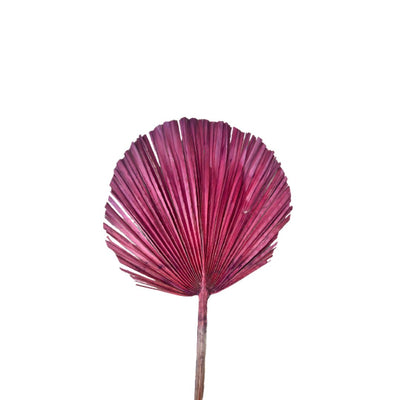 Feuille de palmier bordeau - Ajbir
