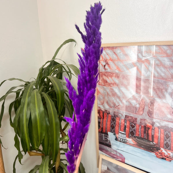 Pampas mauve - Ajbir