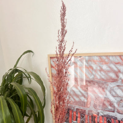 Pampas fin marron clair - Ajbir