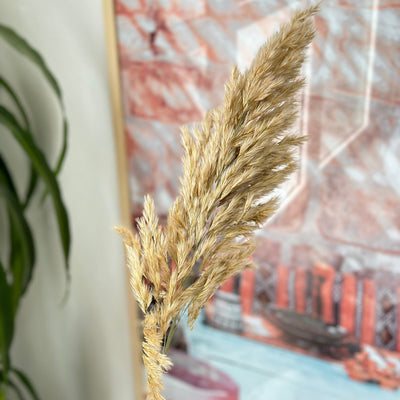 Plumeau beige - Ajbir