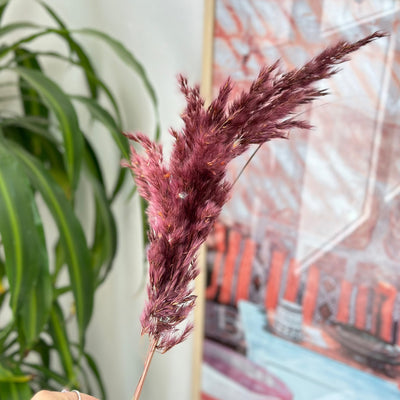 Plumeau marron - Ajbir