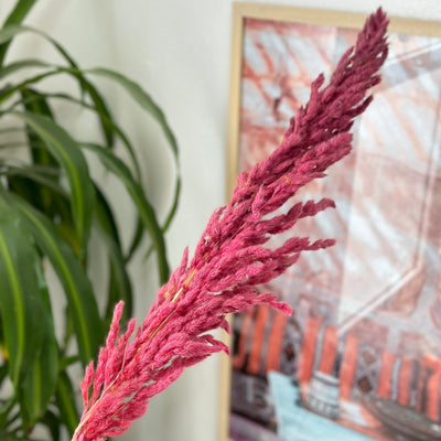 Pampas rose 2 - Ajbir