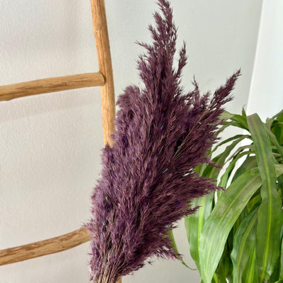 Bouquet of 6 dark brown feather dusters