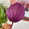 Rounded purple palm leaf