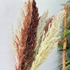 Bouquet of 8 beige brown pampas