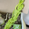 Atay Green Handcrafted Gift Box