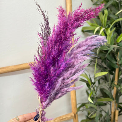 Bouquet of 5 purple pampas